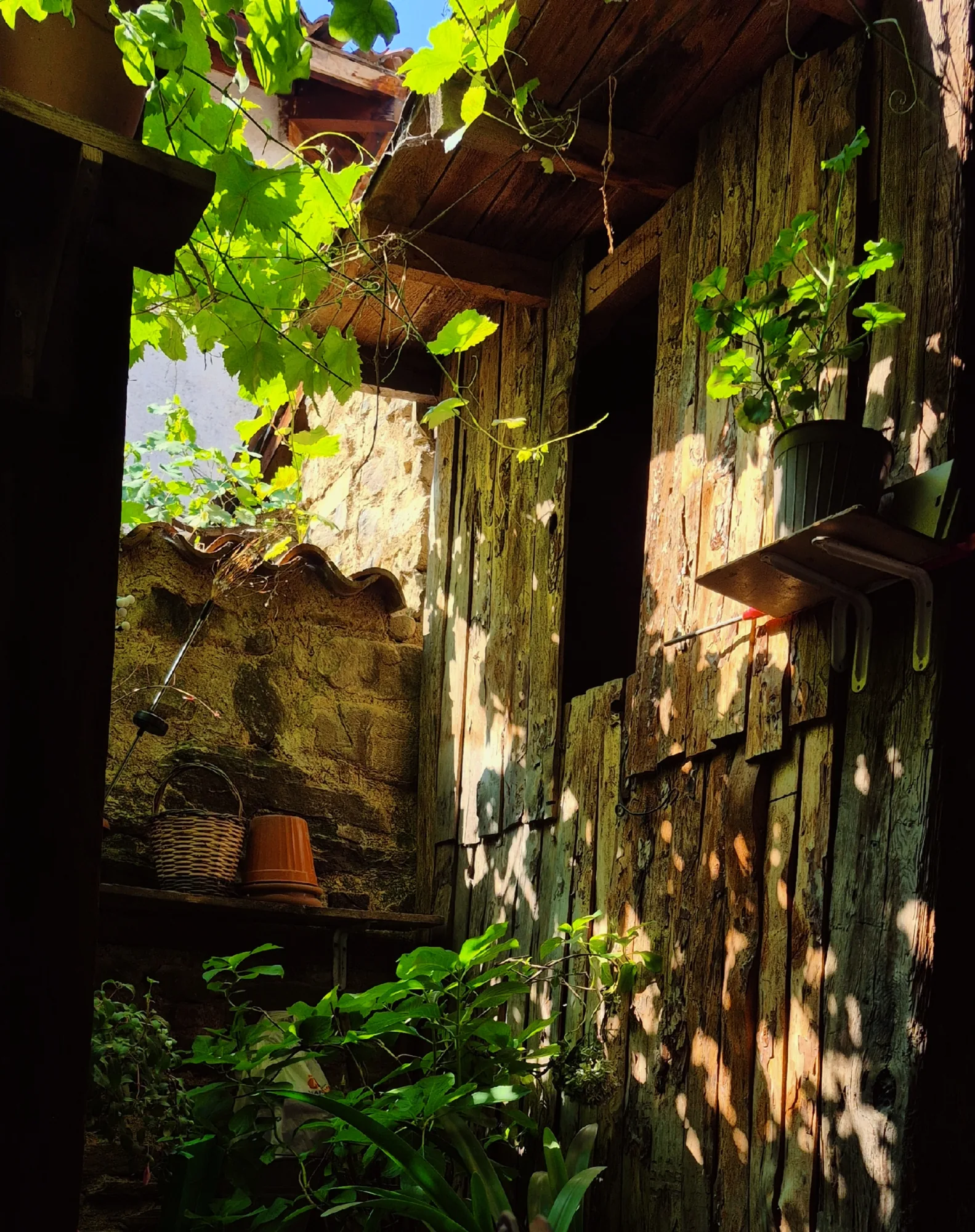 Sunlight on the old wooden wall of a house, with vines and potted plants
