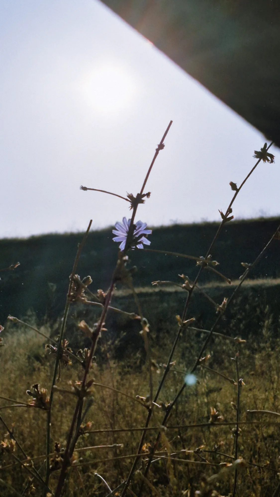 Thin wildflower stems against a hazy sun over a hillside