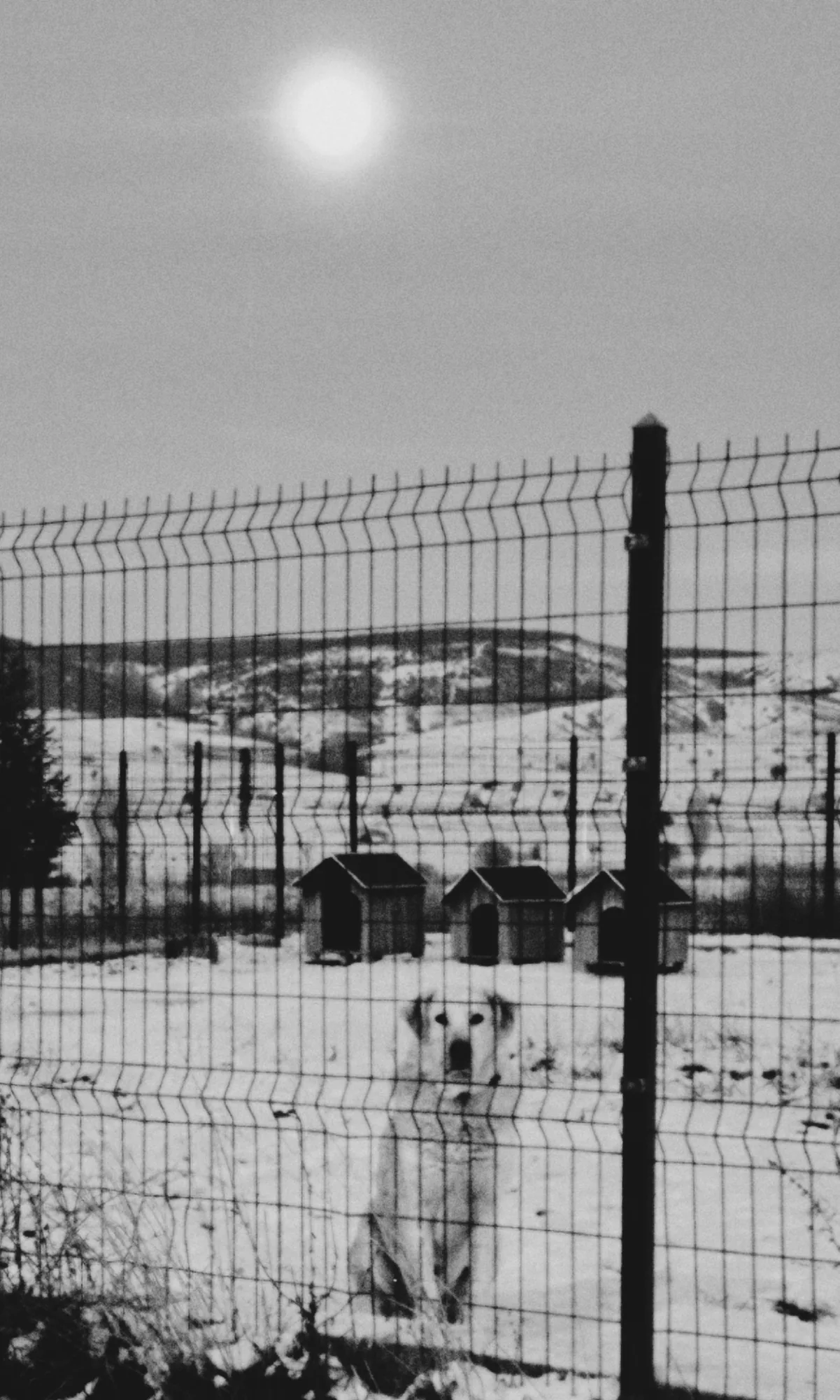Black and white: a white dog behind a wire fence in a snowy field, the sun above