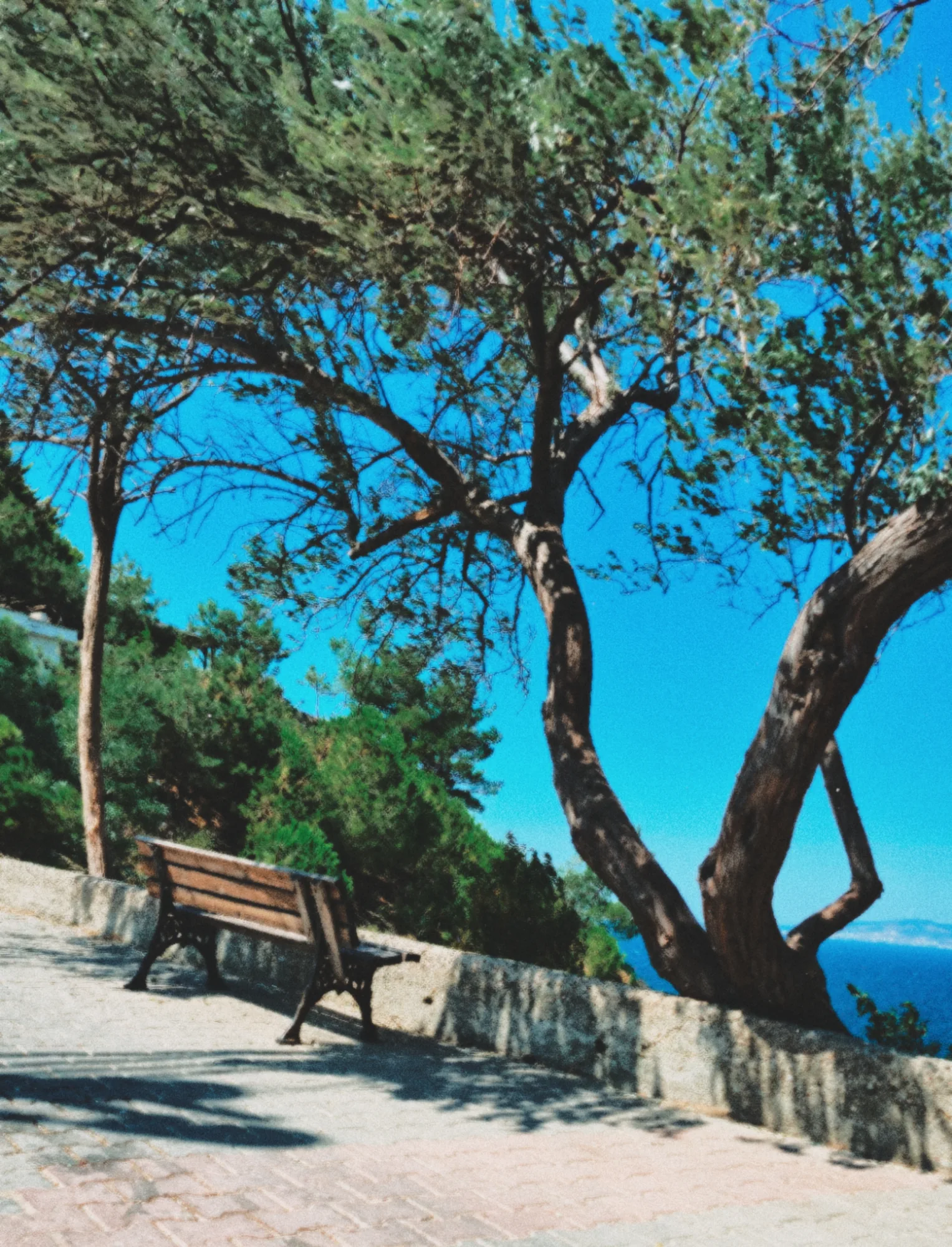 A bench under a twisted old pine tree, the sea behind it