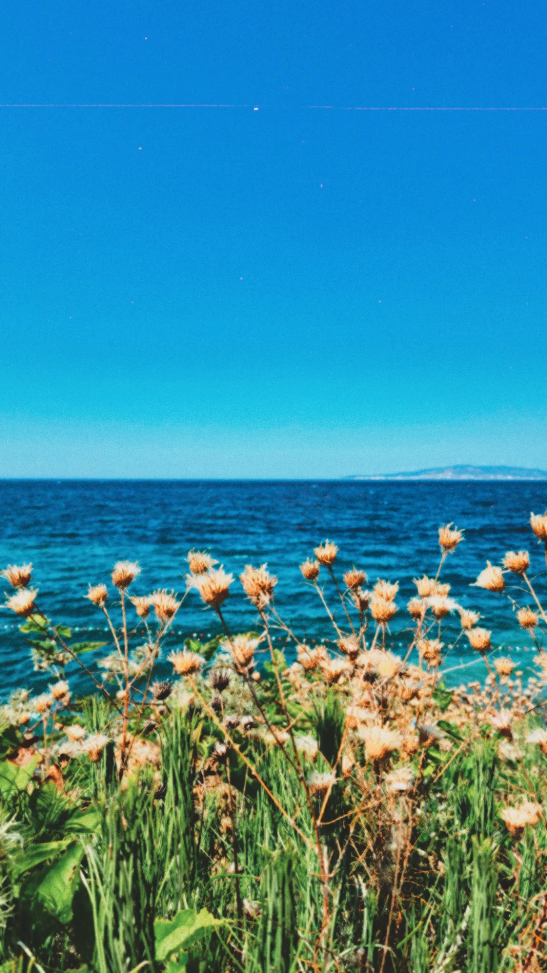 Wildflowers in front of a deep blue sea under a clear sky